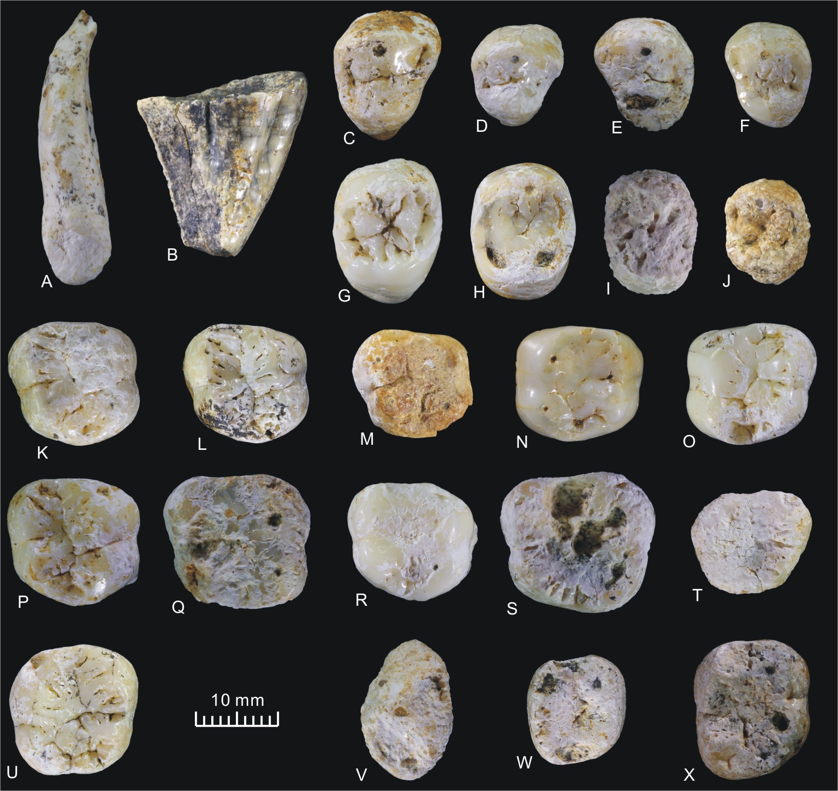 东非发现最古老人属化石LD 350-1 或改写人类进化史 - 化石网